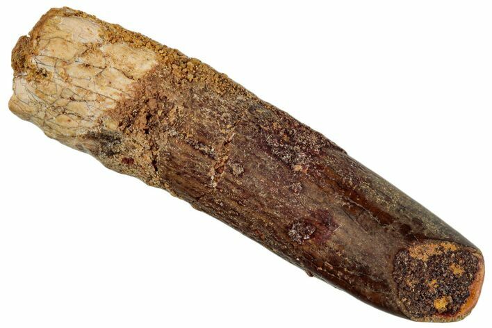 Fossil Sauropod Dinosaur (Titanosaur) Tooth - Morocco #293693